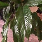 Spathiphyllum wallisii Leaf
