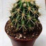 Echinocactus grusoniiLeaf