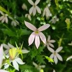 Isotoma axillaris Flower