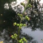 Scrophularia auriculata Fruit