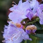 Rhododendron augustinii പുഷ്പം