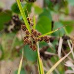 Scirpus atrovirens Libunga