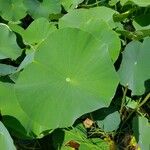 Nelumbo nucifera 葉