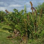 Acrostichum danaeifolium Hábitos