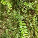 Metrosideros diffusa Blatt