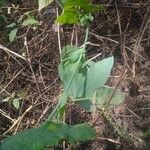 Passiflora subpeltata Muu