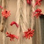 Cleistocactus winteri फूल
