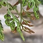 Asplenium ruta-muraria Fruit