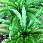Asplenium antiquum Leaf