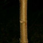 Boehmeria penduliflora Corteza