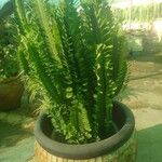 Euphorbia trigona List