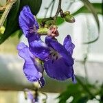 Dichorisandra penduliflora Flor