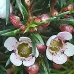 Chamelaucium uncinatum Blomma