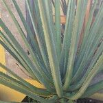 Agave sisalanaLeaf