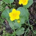 Caltha palustrisFlor