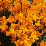 Rhododendron calendulaceum Blüte