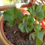 Pelargonium × hybridum Leaf