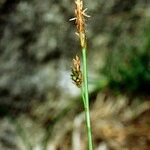 Carex depressa Muu
