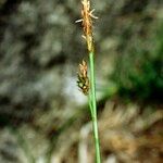 Carex depressa 其他