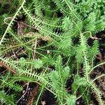 Lycopodium annotinum Yaprak