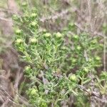 Santolina villosa Leaf