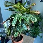 Codiaeum variegatumBlad