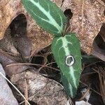 Chimaphila maculata Hoja