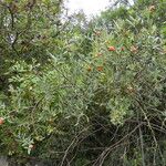 Osyris lanceolata Fruit