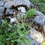 Ruellia ciliatiflora Frunză