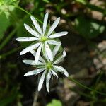 Stellaria graminea Blüte