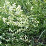 Galium album Habit