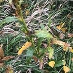 Cirsium monspessulanum