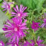 Delosperma cooperiBlomst