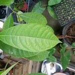 Ficus maxima Folla