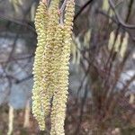 Alnus serrulata Blüte