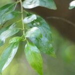 Rhamnus prinoides ഇല