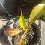 Nepenthes alata Листок