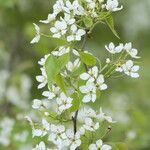 Pyrus phaeocarpa Flor