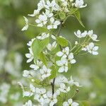 Pyrus phaeocarpaКвітка