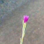 Clarkia purpurea Lapas
