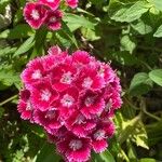 Dianthus barbatusFloare