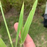 Urochloa trichopus Leaf