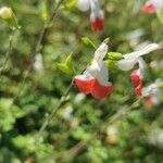 Salvia microphylla 花