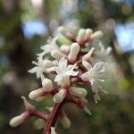 Citronella sarmentosa Flor