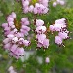 Erica multiflora Kvet