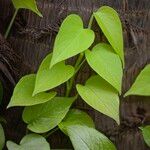 Epipremnum aureum Hoja