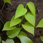 Epipremnum aureum Leaf