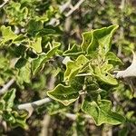 Solanum arundo 叶