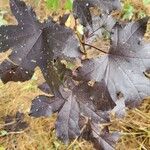 Liquidambar styracifluaЛист