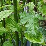 Cornus sericea Levél